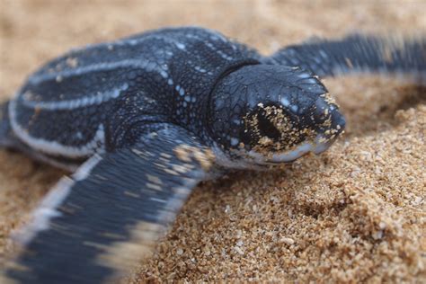 棱皮龜|【動物好朋友】棱皮龜(Leatherback sea turtle)